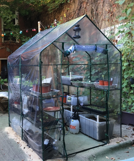 greenhouse_backyard